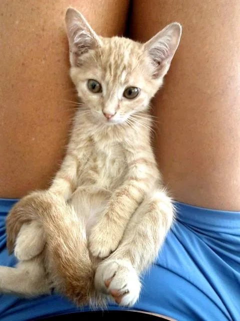 Nala thumbnail 3