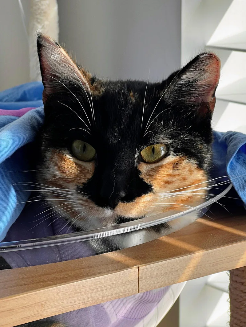 Maeve Fiv+