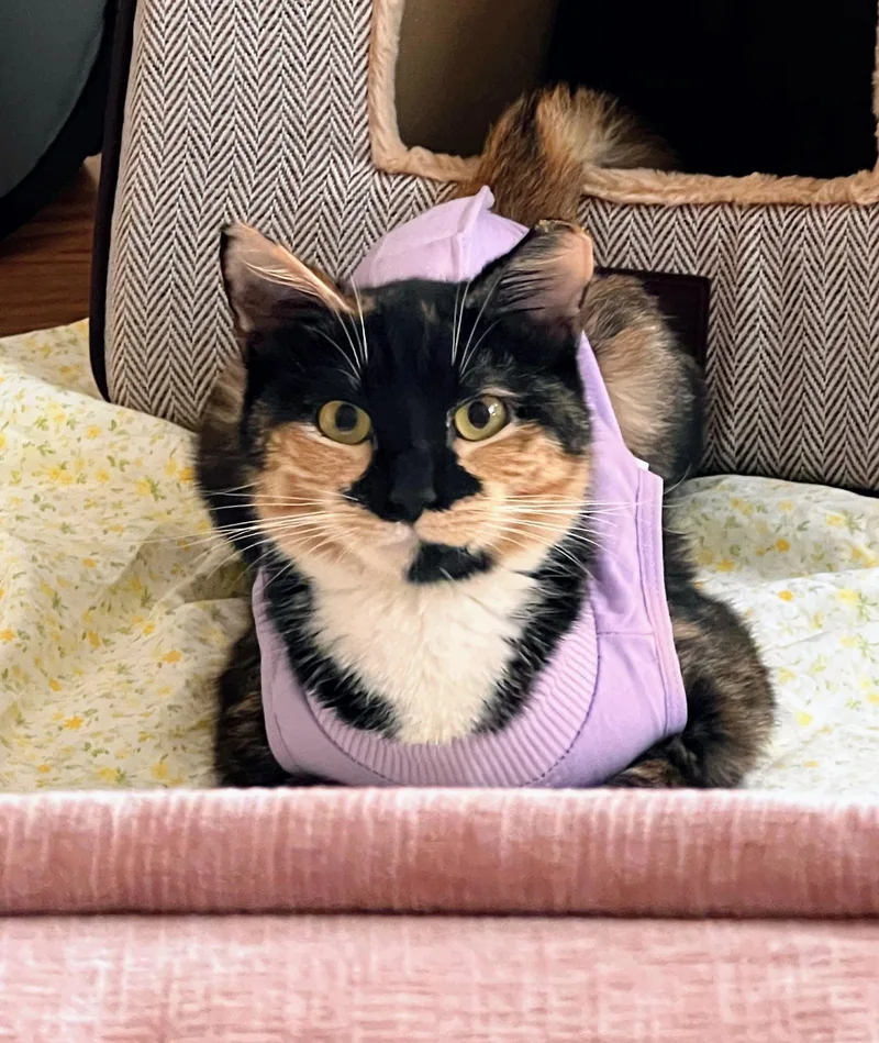 Maeve  Fiv+ thumbnail 2