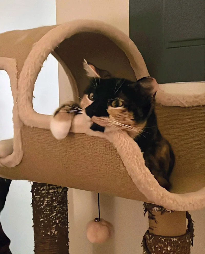 Maeve  Fiv+ thumbnail 3