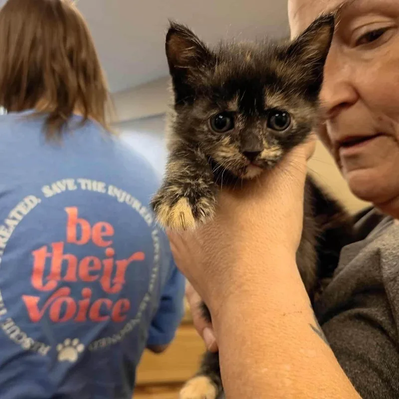 A baby small-sized female Dilute Tortoiseshell cat named Becka for adoption in Alexandria, VA
