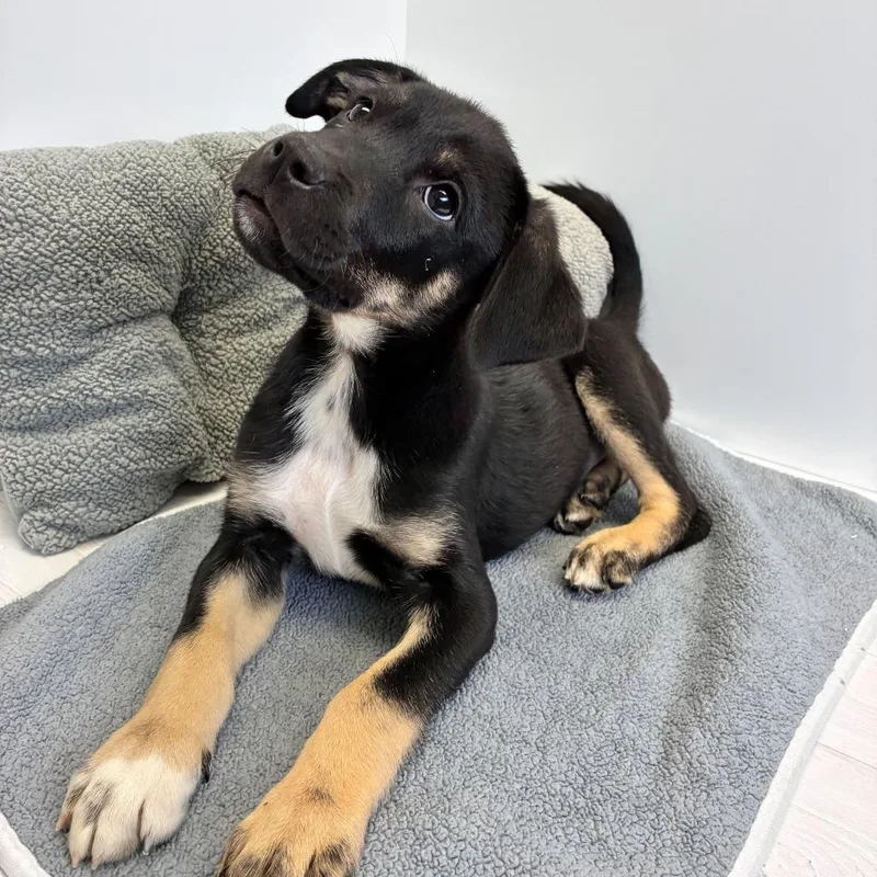Mirabelle