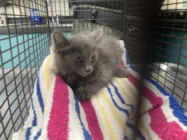 A baby small-sized female Domestic Medium Hair cat named Tilapia for adoption in Long Beach, CA