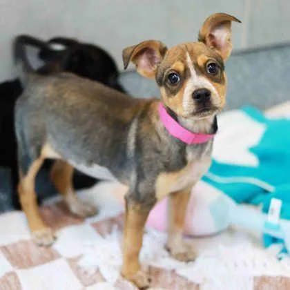 A baby small-sized female Sable Shepherd dog named Sunspot for adoption in Atlanta, GA
