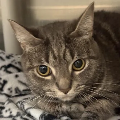 An adult medium-sized female Gray & White Domestic Short Hair cat named Willow for adoption in Lansing, MI
