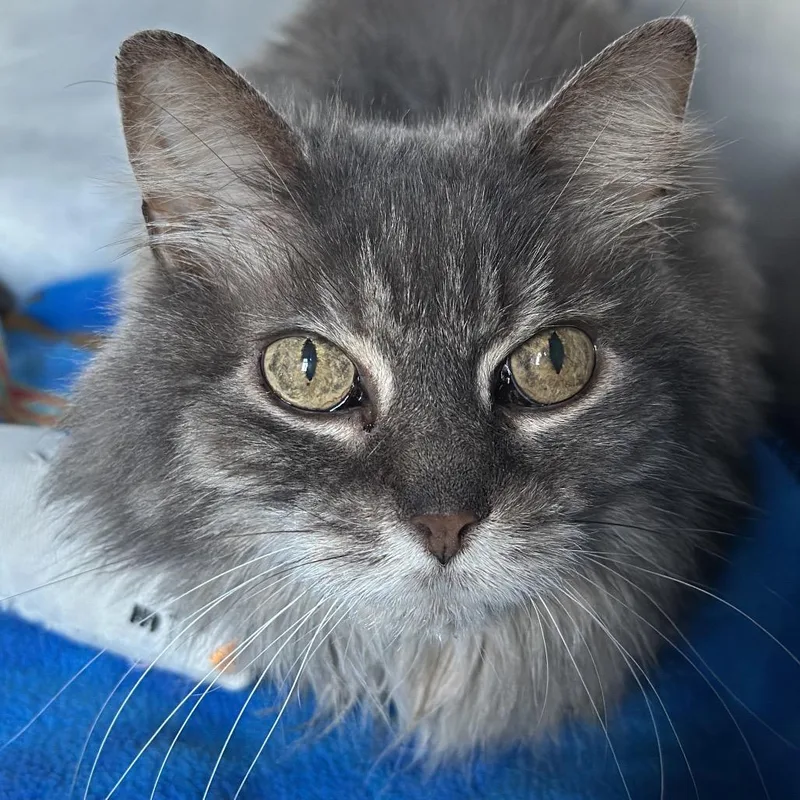 A senior medium-sized female Gray / Blue / Silver Domestic Medium Hair cat named Mochi for adoption in Matteson, IL