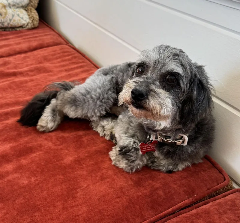 Horton H. Who thumbnail 2