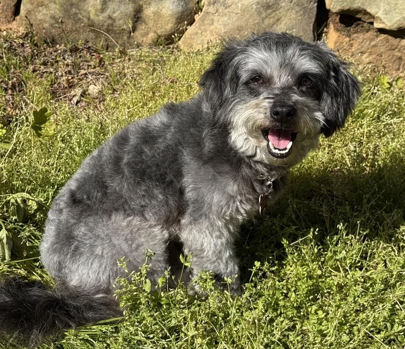 Horton H. Who thumbnail 3