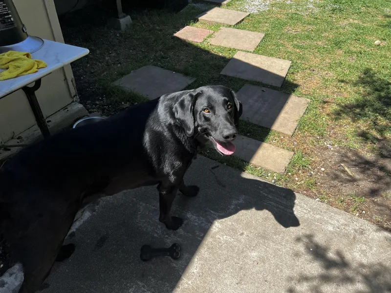 An adult large-sized male Black Labrador Retriever dog named Gunner for adoption in Concord, CA