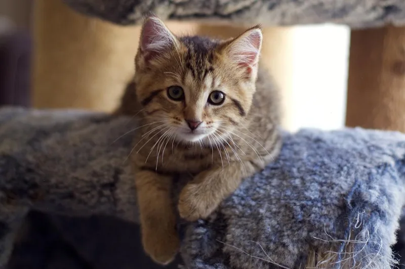 A baby small-sized male Domestic Short Hair cat named Mild Nugget for adoption in Ferndale, MI
