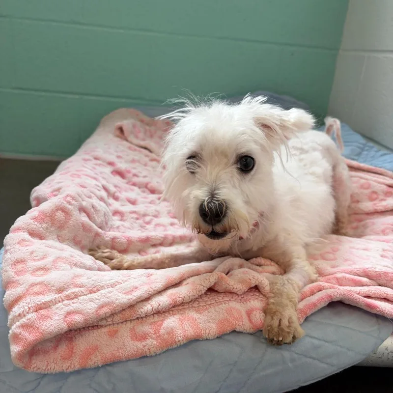 An adult small-sized female Mixed Breed dog named Jamie Lee Curtis for adoption in Pittsburgh, PA