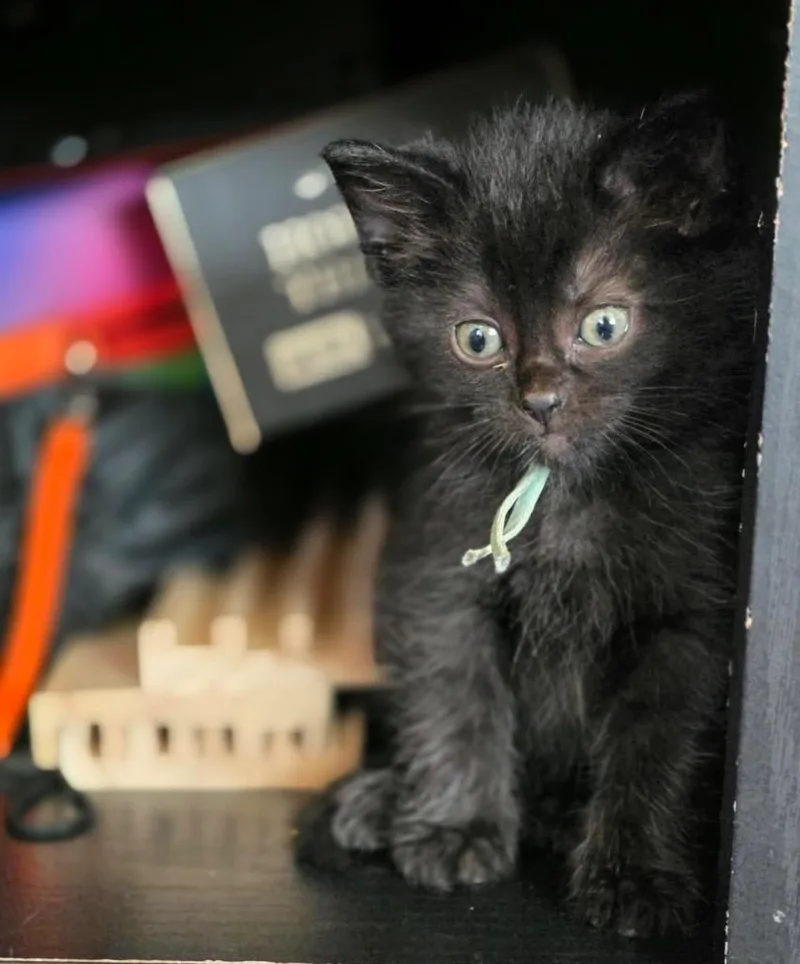 A baby small-sized female Domestic Short Hair cat named Cranberry for adoption in Fond Du Lac, WI