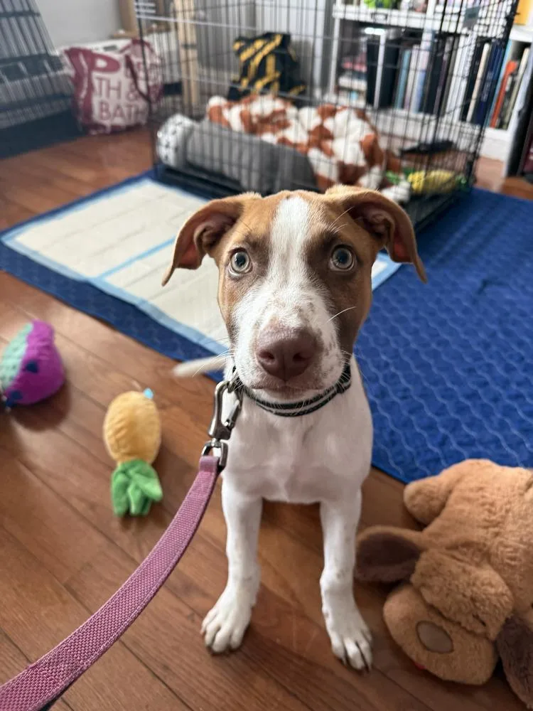 A baby medium-sized male Mixed Breed dog named Roo for adoption in New York, NY