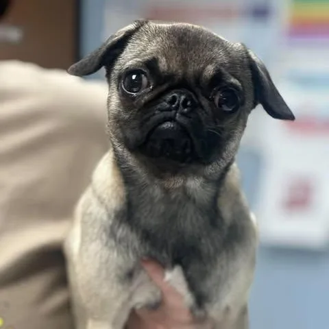 A young small-sized female Yellow / Tan / Blond / Fawn Pug dog named Mocha for adoption in Fort Collins, CO