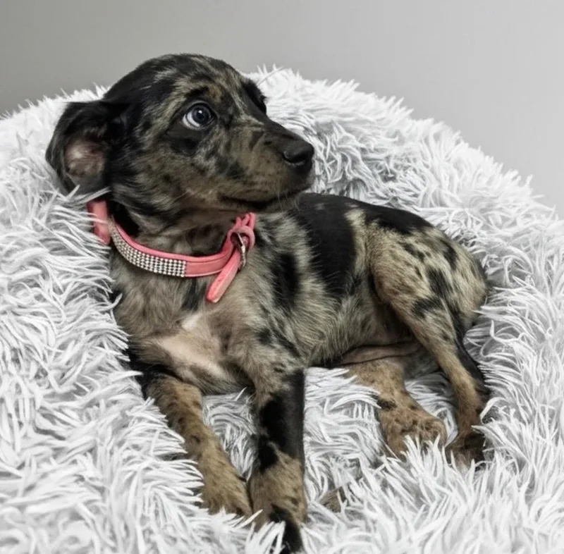 A baby small-sized female Catahoula Leopard Dog dog named Juniper for adoption in Fort Myers, FL