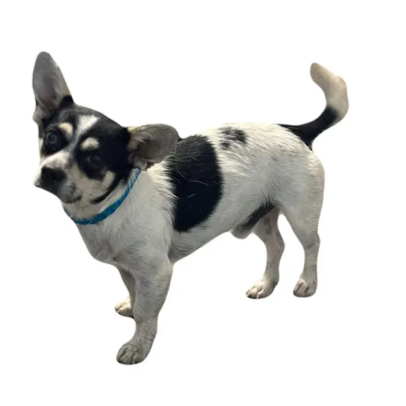 An adult small-sized male Terrier dog named Dunkin for adoption in Red Bluff, CA