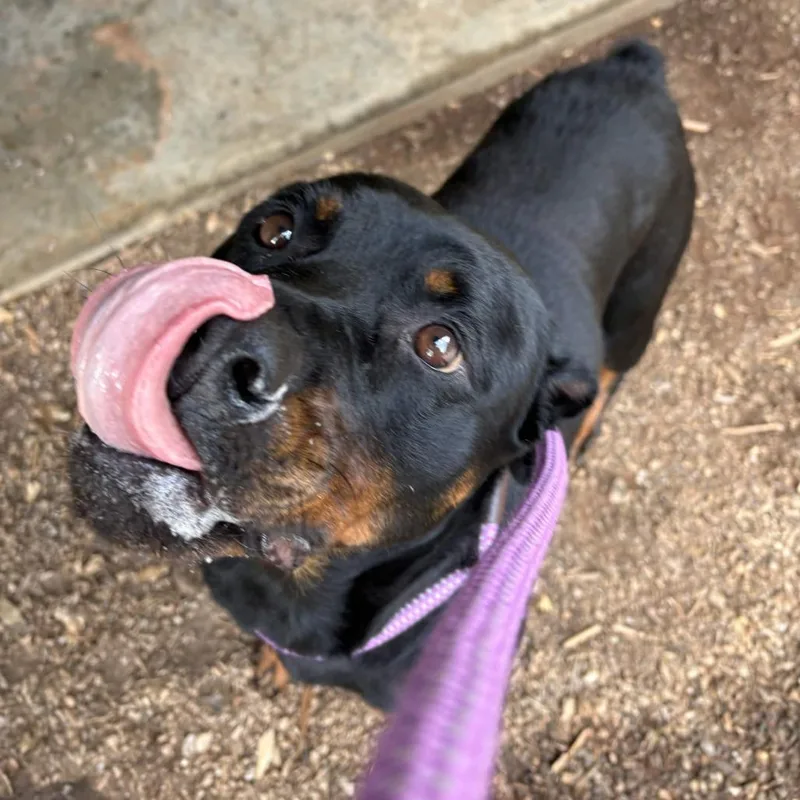 An adult large-sized female Black Rottweiler dog named Beanie for adoption in Greenville, SC