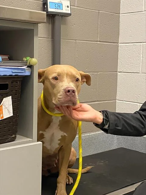 An adult medium-sized female Boxer dog named Peatie for adoption in Indianapolis, IN