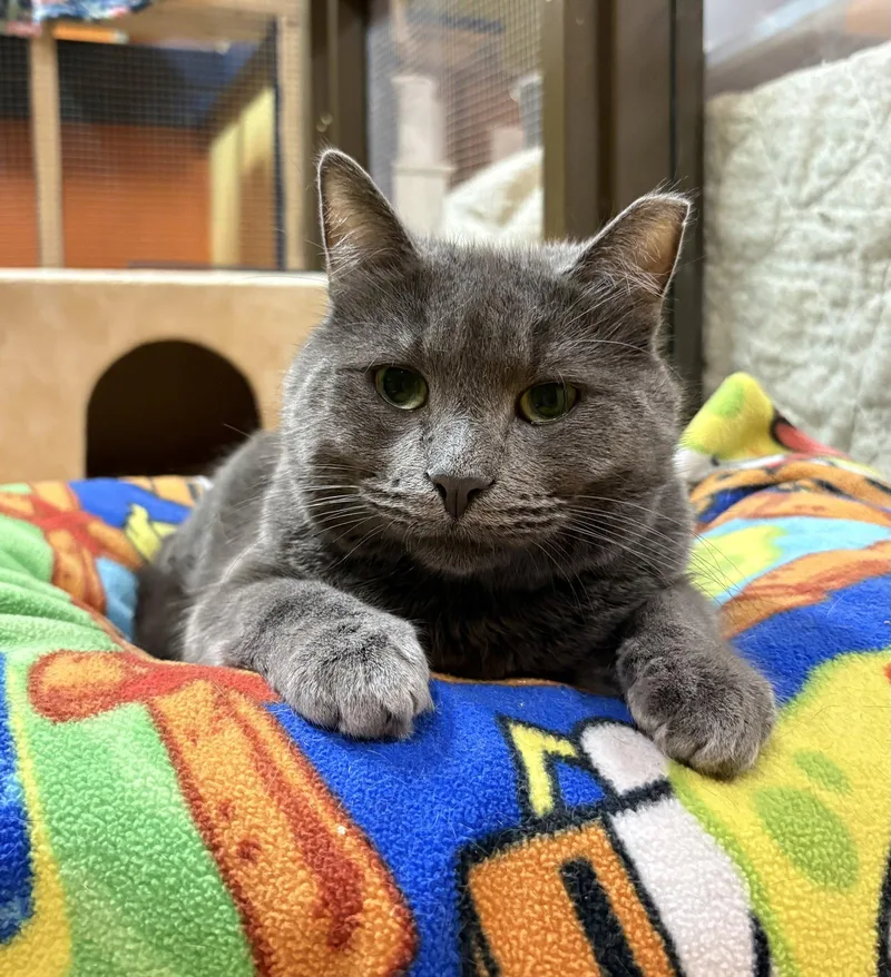 A young medium-sized male Gray / Blue / Silver Domestic Short Hair cat named Grafito for adoption in Blasdell, NY