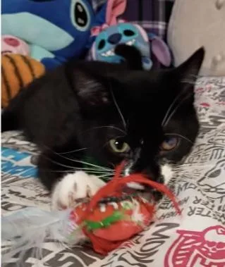 Shamrock thumbnail 2