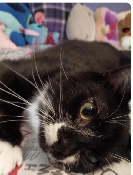 Shamrock thumbnail 3