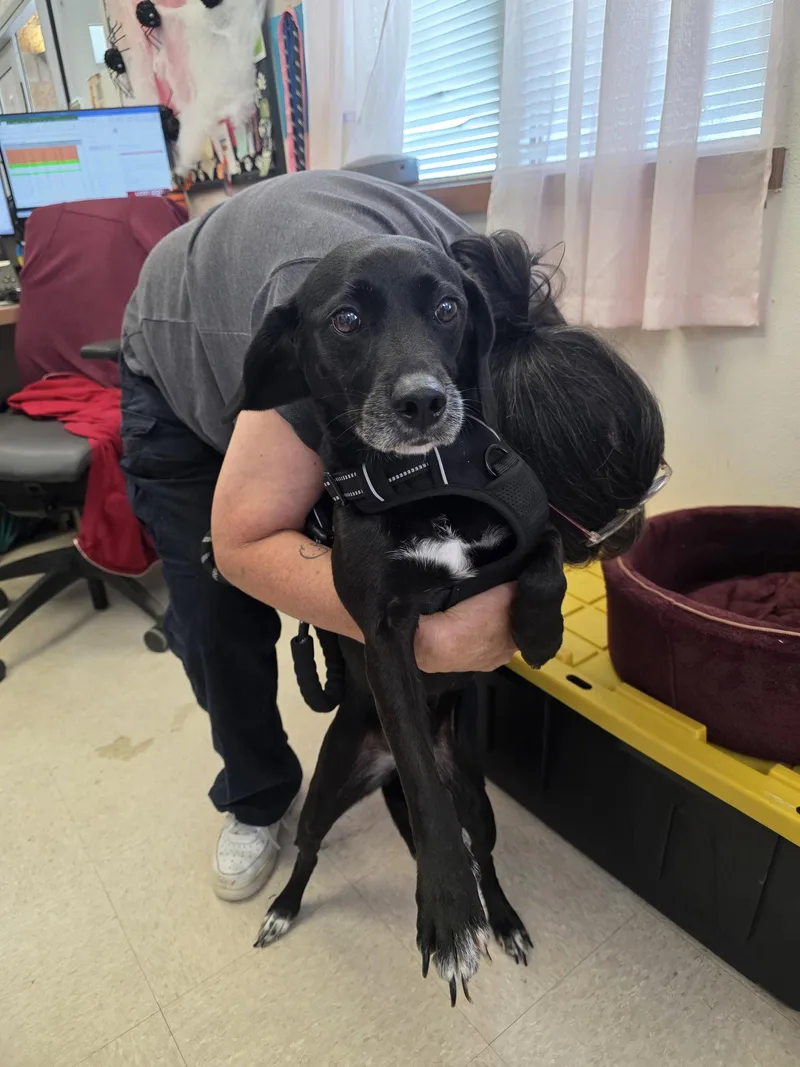 An adult large-sized female Labrador Retriever dog named Fannie for adoption in McKinney, TX