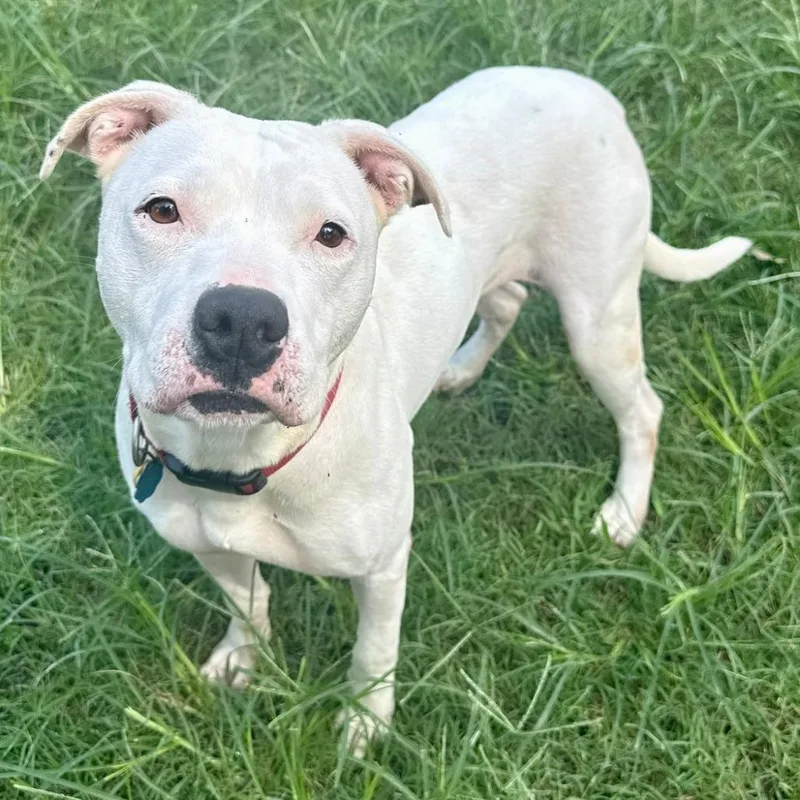 An adult large-sized female White / Cream Mixed Breed dog named Chloe for adoption in Bennettsville, SC