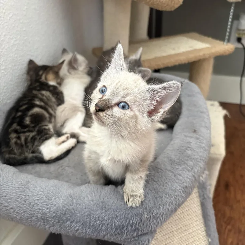 A baby small-sized female White Domestic Short Hair cat named Baby for adoption in Ferndale, WA