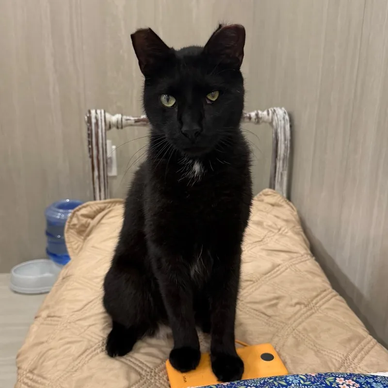 An adult large-sized female Black Domestic Short Hair cat named Flippy for adoption in Jupiter, FL