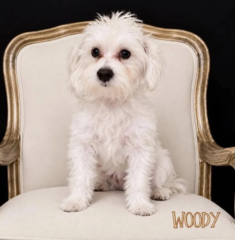 A baby small-sized male Maltese dog named Woody for adoption in Fort Lauderdale, FL