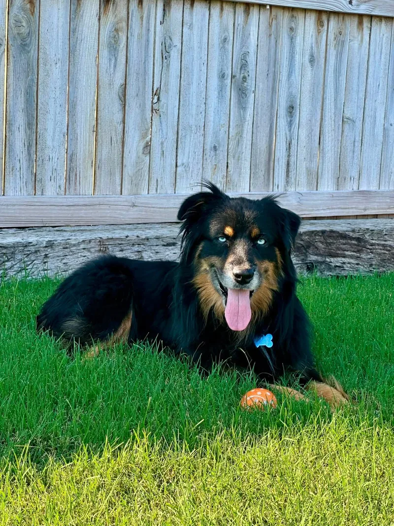 An adult medium-sized male Australian Shepherd dog named ARPH   Boudreaux for adoption in North Richland Hills, TX