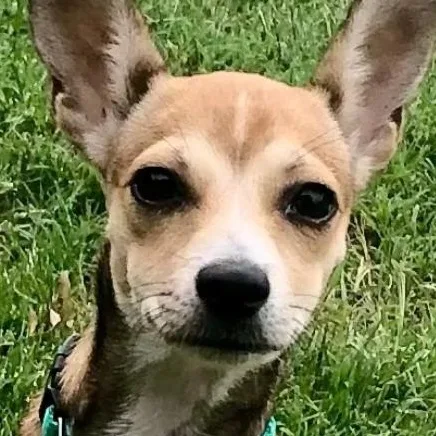 A young small-sized female Chihuahua dog named Roni for adoption in Tulsa, OK