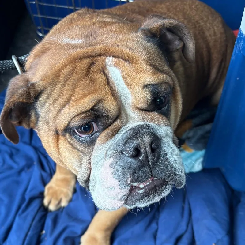 An adult medium-sized female Red / Chestnut / Orange English Bulldog dog named Madliyn for adoption in Northbrook, IL