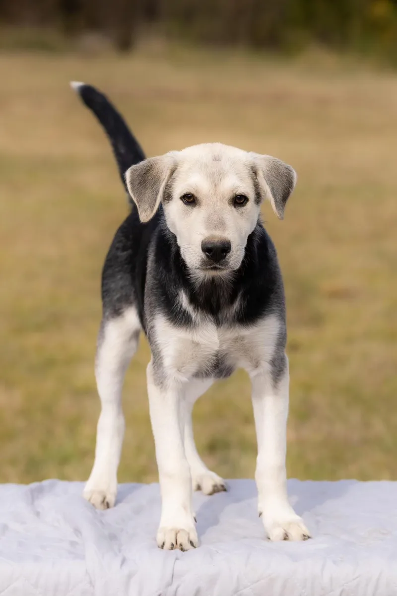 A baby medium-sized male Catahoula Leopard Dog named Poppy for adoption in Okolona, MS