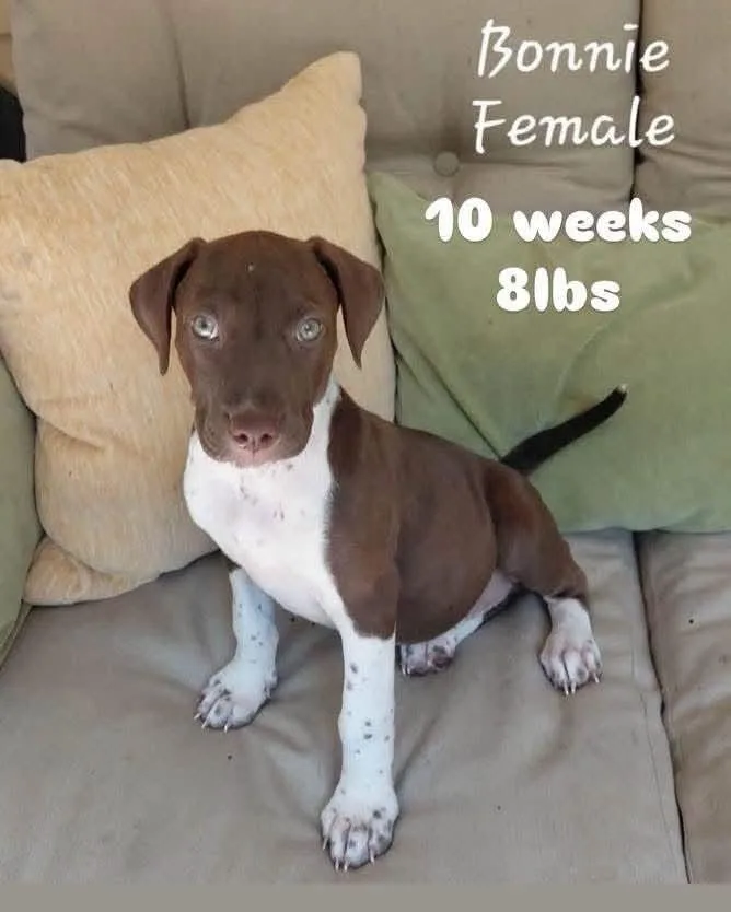 A baby medium-sized female Hound dog named Bonnie for adoption in Alden, NY