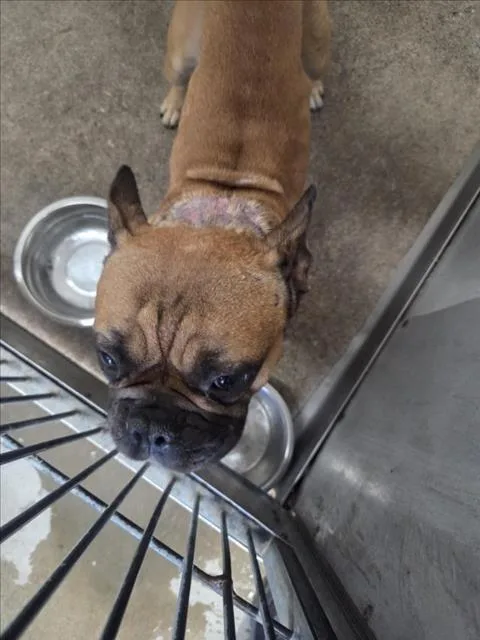 An adult medium-sized male French Bulldog dog named Sulley for adoption in San Bernardino, CA