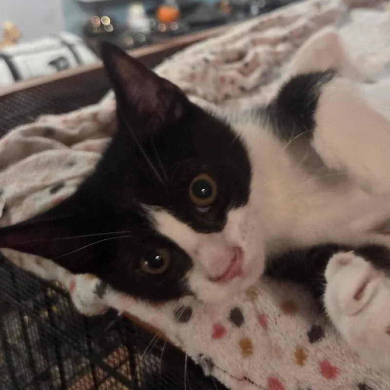 A baby small-sized male Black Domestic Short Hair cat named Dumpling for adoption in Philadelphia, PA
