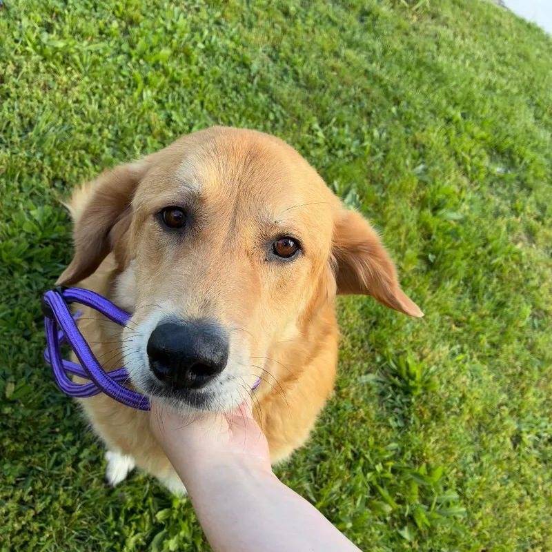 Sadie thumbnail 2