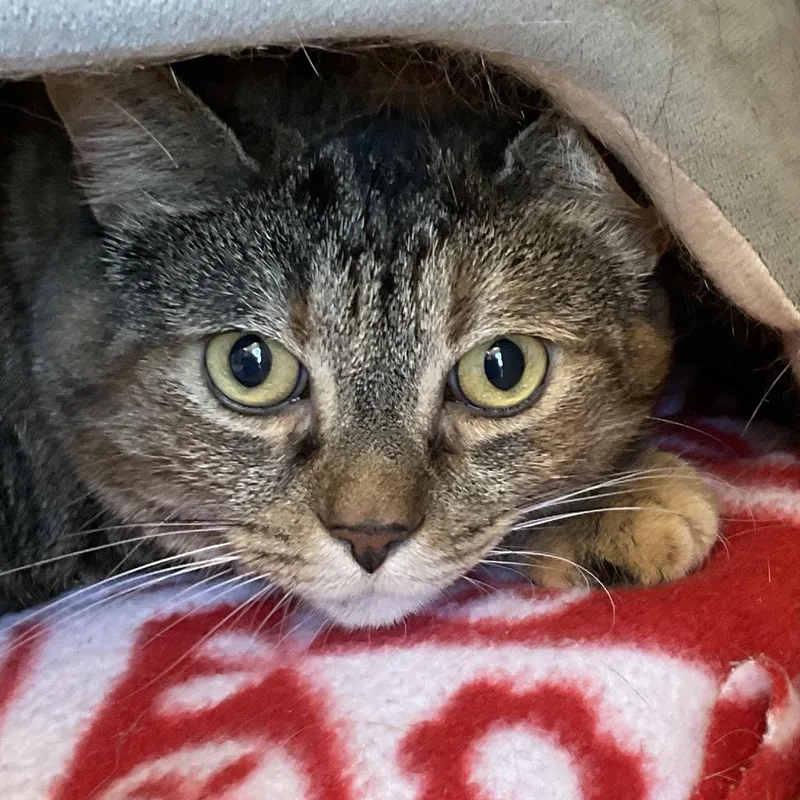 An adult extra large-sized female Torbie Domestic Short Hair cat named Louie for adoption in Redwood City, CA