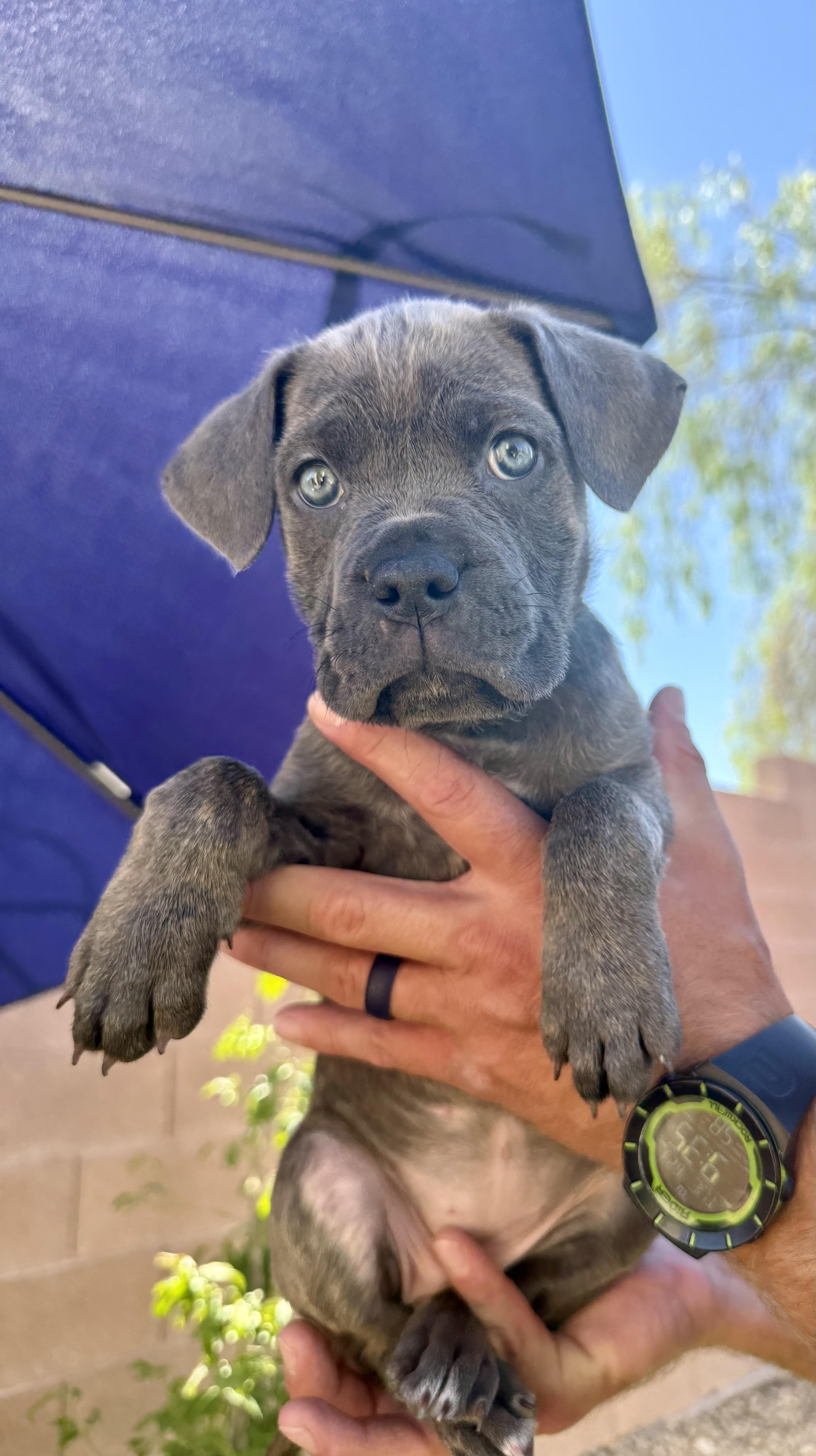 A baby medium-sized female Mixed Breed dog named Melanie for adoption in Henderson, NV