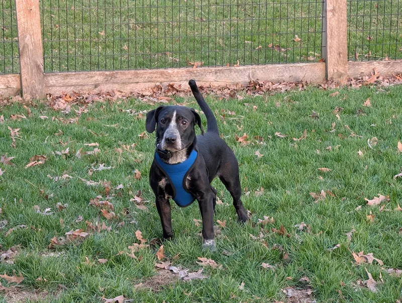 A baby medium-sized male Black Labrador Retriever dog named Diesel for adoption in Lewis Center, OH