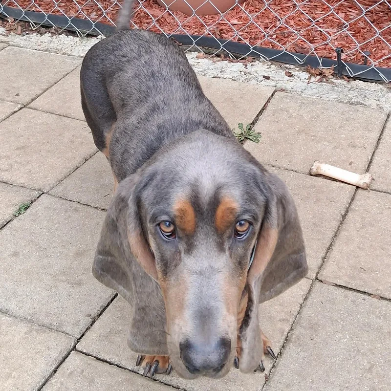 A young medium-sized male Basset Hound dog named Monty for adoption in Knoxville, TN