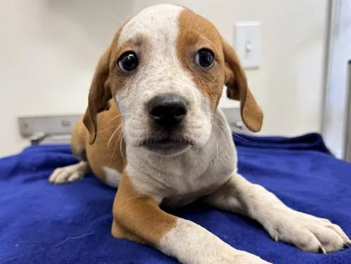 A baby large-sized female Red / Chestnut / Orange Labrador Retriever dog named Zara for adoption in San Clemente, CA
