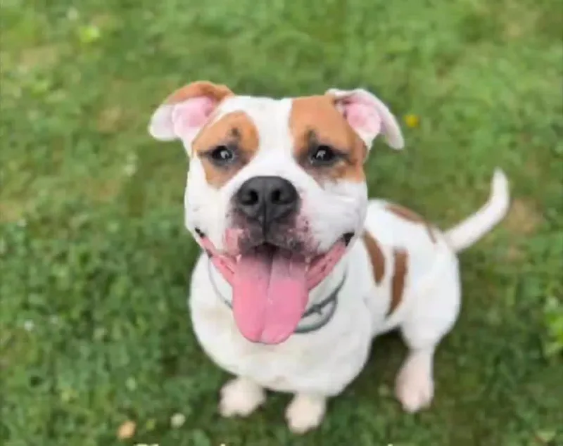 A young large-sized male Red / Chestnut / Orange American Bully dog named Meatball for adoption in Salem, WV