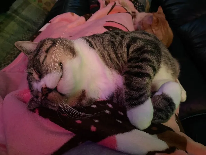 An adult large-sized male Domestic Short Hair cat named Take Off for adoption in Minneapolis, MN