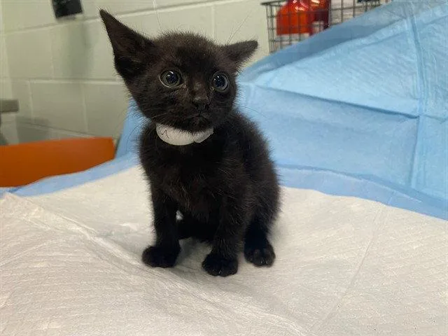 A baby small-sized male Black & White / Tuxedo Domestic Short Hair cat named Fruit Snack for adoption in Tavares, FL