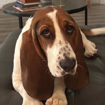 A young medium-sized female Tricolor (Brown, Black, & White) Basset Hound dog named Lucy for adoption in Auburndale, FL