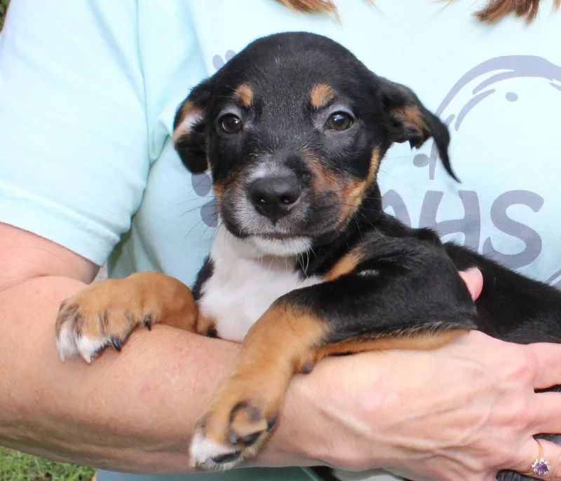 A baby medium-sized male Retriever dog named Bronco for adoption in Prattville, AL