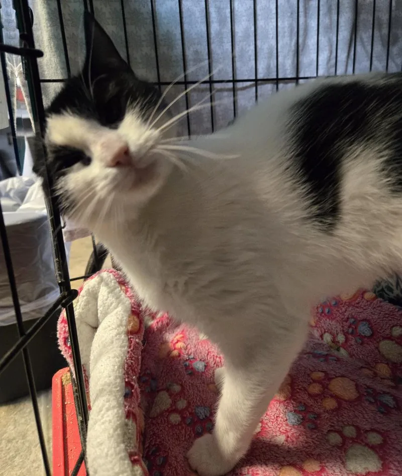 A young medium-sized female Domestic Short Hair cat named Mittens Mcgee for adoption in Windsor, CT