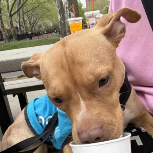 An adult medium-sized female Brown / Chocolate Mixed Breed dog named Ginger Gold for adoption in New York, NY
